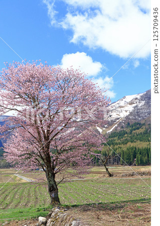 櫻花盛開的白馬山腳下的春天 125709436