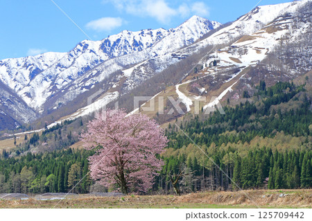 Spring at the foot of Mt. Hakuba where cherry blossoms bloom Spring at the foot of Mt. Hakuba where cherry blossoms bloom 125709442