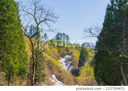 Fresh green trees and snow-covered mountainside Fresh green trees and snow-covered mountainside 125709451