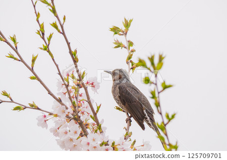 A brown-eared bulbul resting its wings on a cherry blossom branch A brown-eared bulbul resting its wings on a cherry blossom branch 125709701