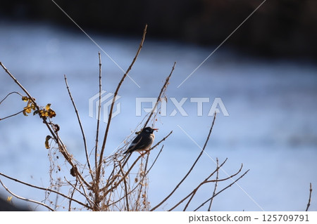 八哥棲息在樹枝上 八哥棲息在樹枝上 125709791