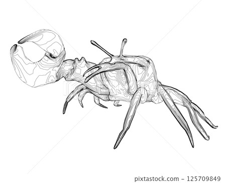 Outline of a crab with one huge claw made of black lines isolated on a white background. Outline of a crab with one huge claw made of black lines isolated on a white background. 125709849