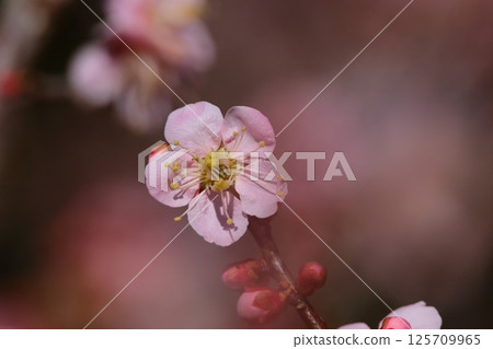 Flower of early spring Flower of early spring 125709965