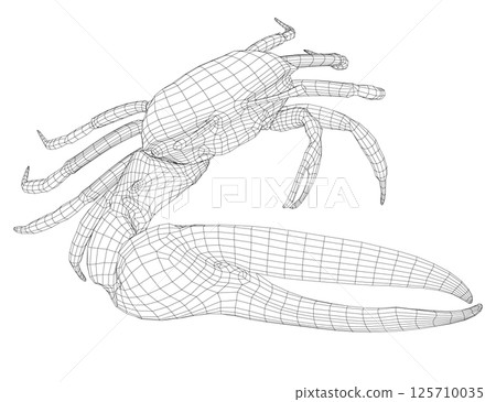 Wireframe of a crab with one huge claw made of black lines isolated on a white background. 125710035