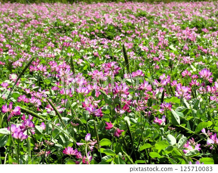 田園風光:蓮華莊花:大阪府枚方市穗谷市 田園風光:蓮華莊花:大阪府枚方市穗谷市 125710083