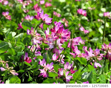 田園風光:蓮華莊花:大阪府枚方市穗谷市 田園風光:蓮華莊花:大阪府枚方市穗谷市 125710085