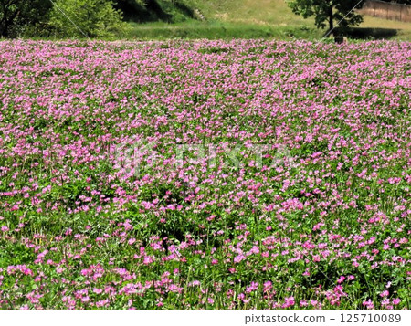 田園風光：蓮華莊花：大阪府枚方市穗谷市 125710089