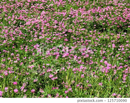 Rural scenery: Rengeso flowers: Hotani, Hirakata City, Osaka Prefecture 125710090