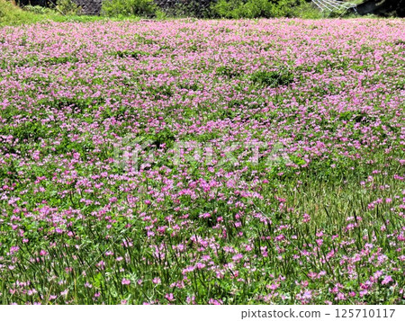 田園風光：蓮華莊花：大阪府枚方市穗谷市 125710117