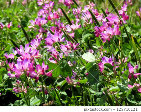 田園風光:蓮華莊花:大阪府枚方市穗谷市 田園風光:蓮華莊花:大阪府枚方市穗谷市 125710121