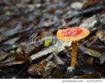 mushroom  125710453