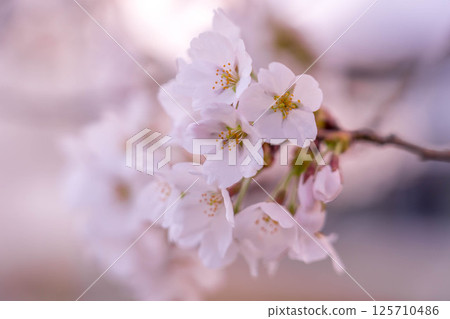 A faint pink of cherry blossoms ~ the colors of spring ~ 125710486