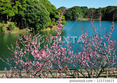 薩芙莉梅花 125710815