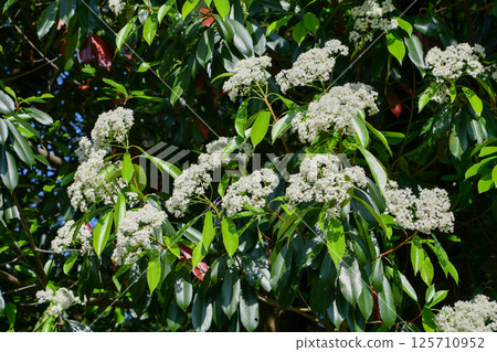 Flying flowers 125710952