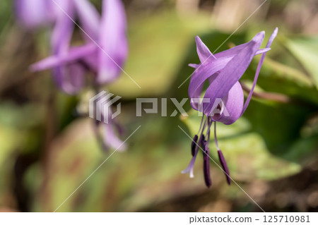Spring colors: Dogtooth violet flowers Spring colors: Dogtooth violet flowers 125710981