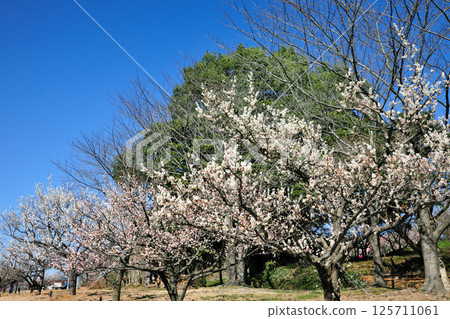 薩芙莉梅花 125711061