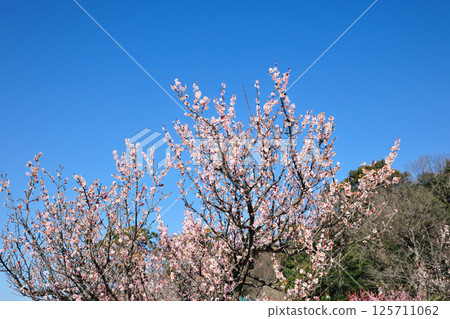 Safuri Plum Blossoms Safuri Plum Blossoms 125711062