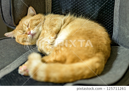Nap time: Munchkin cat sleeping like an angel 125711261