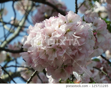 櫻花, 櫻花, 桐谷 125711285