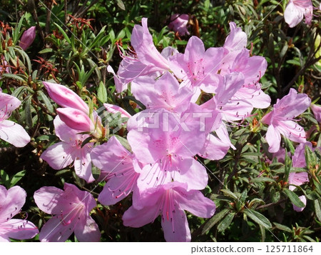 Yellow azalea, yellow azalea, azalea Yellow azalea, yellow azalea, azalea 125711864