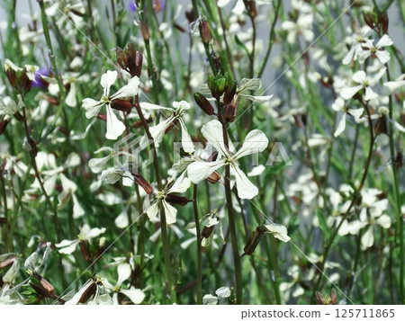 Rocket_Arugula 125711865