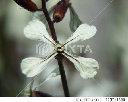 芝麻菜 芝麻菜 125711866