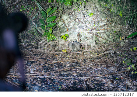 [#Amami Oshima] Amami's black rabbit 125712317