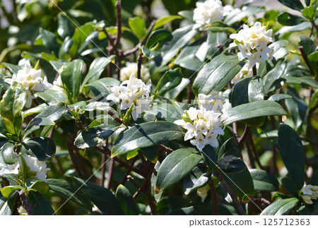 白花 白花 125712363