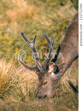 Sri Lankan sambar deer with antlers grazing at Horton Plains National Park close-up photograph. 125712366