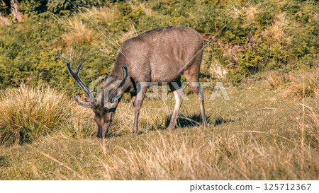 Sri Lankan sambar deer with large antlers grazing at Horton Plains National Park Sri Lankan sambar deer with large antlers grazing at Horton Plains National Park 125712367