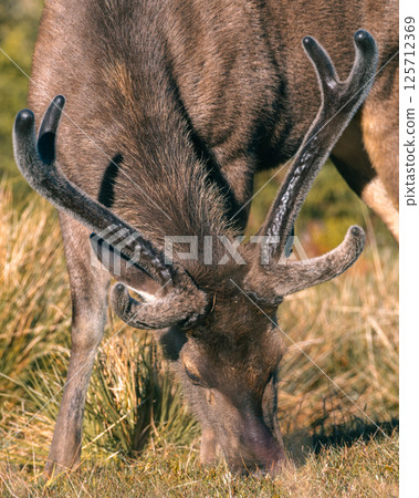 Sri Lankan sambar deer with antlers grazing at Horton Plains National Park (Rusa unicolor unicolor) . 125712369