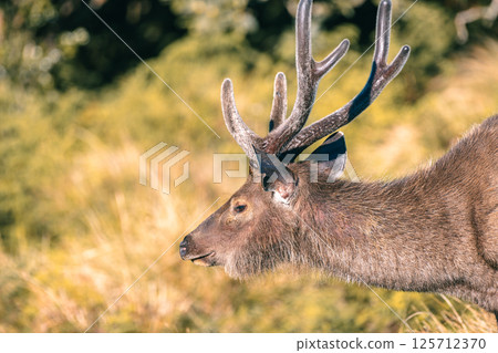 Sri Lankan sambar deer with beautiful antlers close-up portrait photograph at Horton Plains National Park (Rusa unicolor unicolor). 125712370