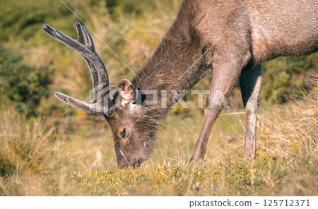 Sri Lankan sambar deer with antlers grazing at Horton Plains National Park close-up side view photograph. 125712371