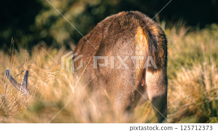 Sri Lankan sambar deer grazing rear view at Horton Plains National Park . 125712373