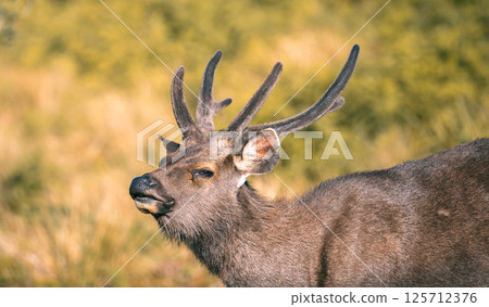Sri Lankan sambar deer with beautiful antlers close-up portrait photograph at Horton Plains National Park (Rusa unicolor unicolor). Sri Lankan sambar deer with beautiful antlers close-up portrait photograph at Horton Plains National Park (Rusa unicolor unicolor). 125712376