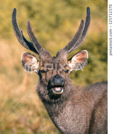 Sri Lankan sambar deer's face close-up portrait shot, photographed in Horton Plains National Park. 125712378