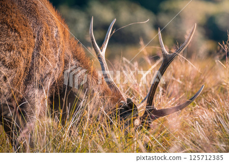 Close-up of Sri Lankan sambar deer with large antlers grazing at Horton Plains National Park. Close-up of Sri Lankan sambar deer with large antlers grazing at Horton Plains National Park. 125712385