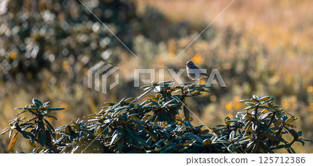Pied Bushchat female bird perch (Saxicola caprata) at Horton Plains National Park. 125712386