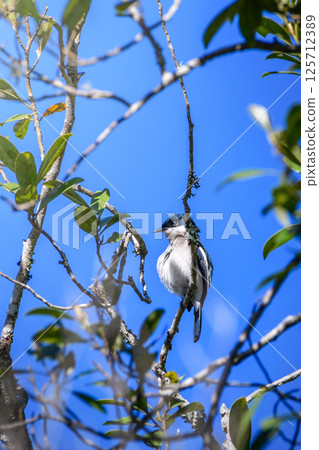 Bar-winged Flycatcher-shrike (Hemipus picatus) at Horton Plains National Park. 125712389