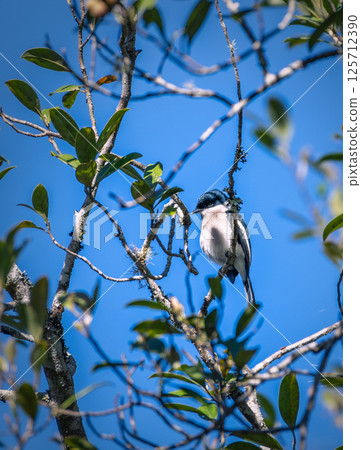 Bar-winged Flycatcher-shrike (Hemipus picatus) at Horton Plains National Park. 125712390