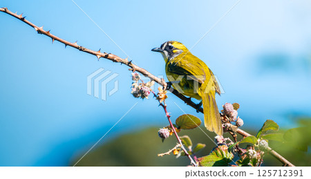 Yellow-eared bulbul bird perch on tree branch with wild berries at Horton Plains National Park 125712391