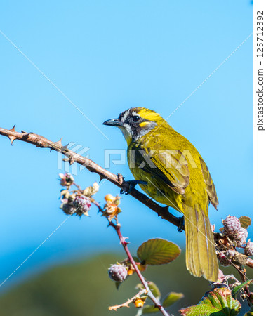 Yellow-eared bulbul bird perch on tree branch with wild berries at Horton Plains National Park 125712392