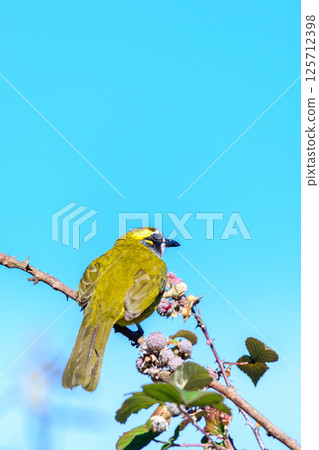 Yellow-eared bulbul bird perch against clear blue skies at Horton Plains National Park Yellow-eared bulbul bird perch against clear blue skies at Horton Plains National Park 125712398