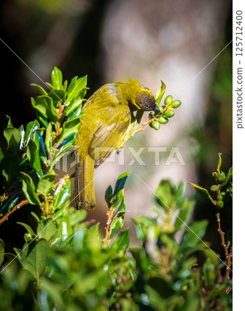 Yellow-eared bulbul bird feed on wild berries at Horton Plains National Park 125712400