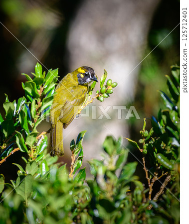 Yellow-eared bulbul bird feed on wild berries at Horton Plains National Park Yellow-eared bulbul bird feed on wild berries at Horton Plains National Park 125712401