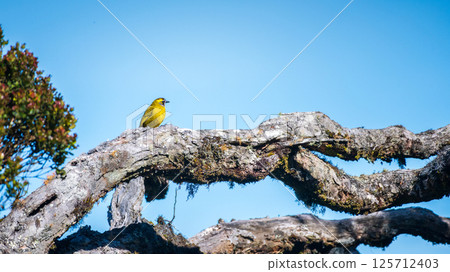 Beautiful Yellow-eared bulbul on a tree, blue skies background, at Horton Plains National Park. 125712403