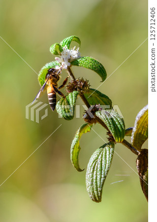Bee gathering nectar and pollen from wild flowers 125712406