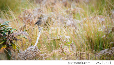 Pied Bushchat (Saxicola caprata) female bird perch on a stick at Horton Plains National Park. 125712421