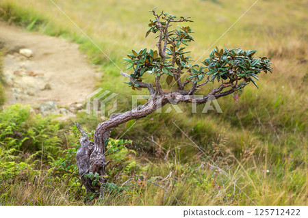 Beautiful lonely tree landscape in Horton Plains National Park. 125712422