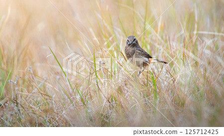 Pied Bushchat (Saxicola caprata) female bird in the grass at Horton Plains National Park. Pied Bushchat (Saxicola caprata) female bird in the grass at Horton Plains National Park. 125712425